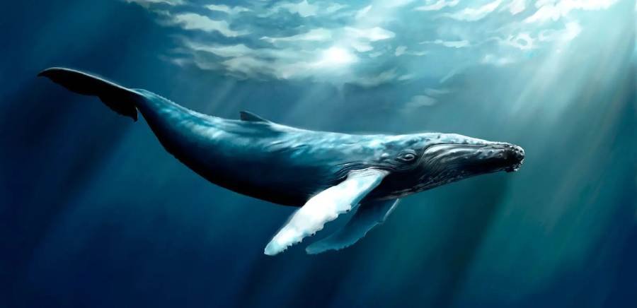 Whale Spiritual Meaning