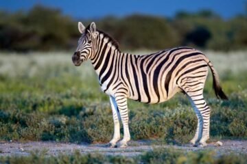 7 Zebra Spiritual Meanings and What They Symbolize