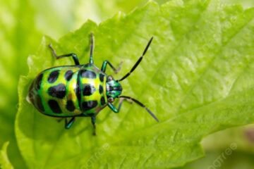 6 Spiritual Meanings of a Blue Ladybug