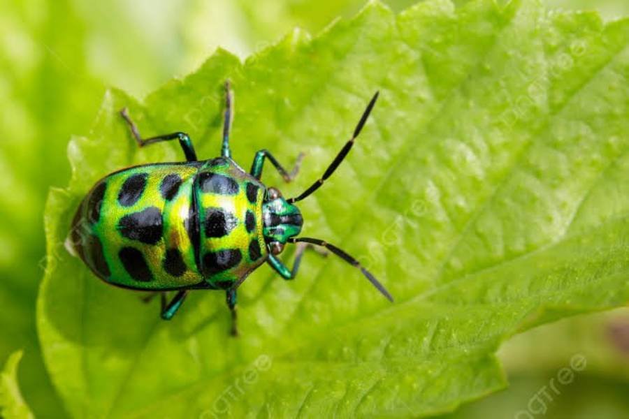 piritual Meanings of Blue Ladybug