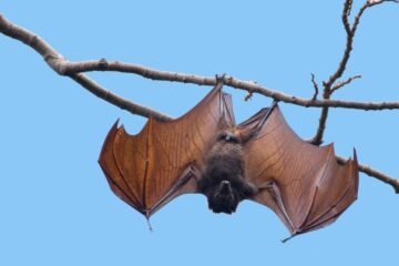 7 Spiritual Meanings of Seeing a Bat During the Day