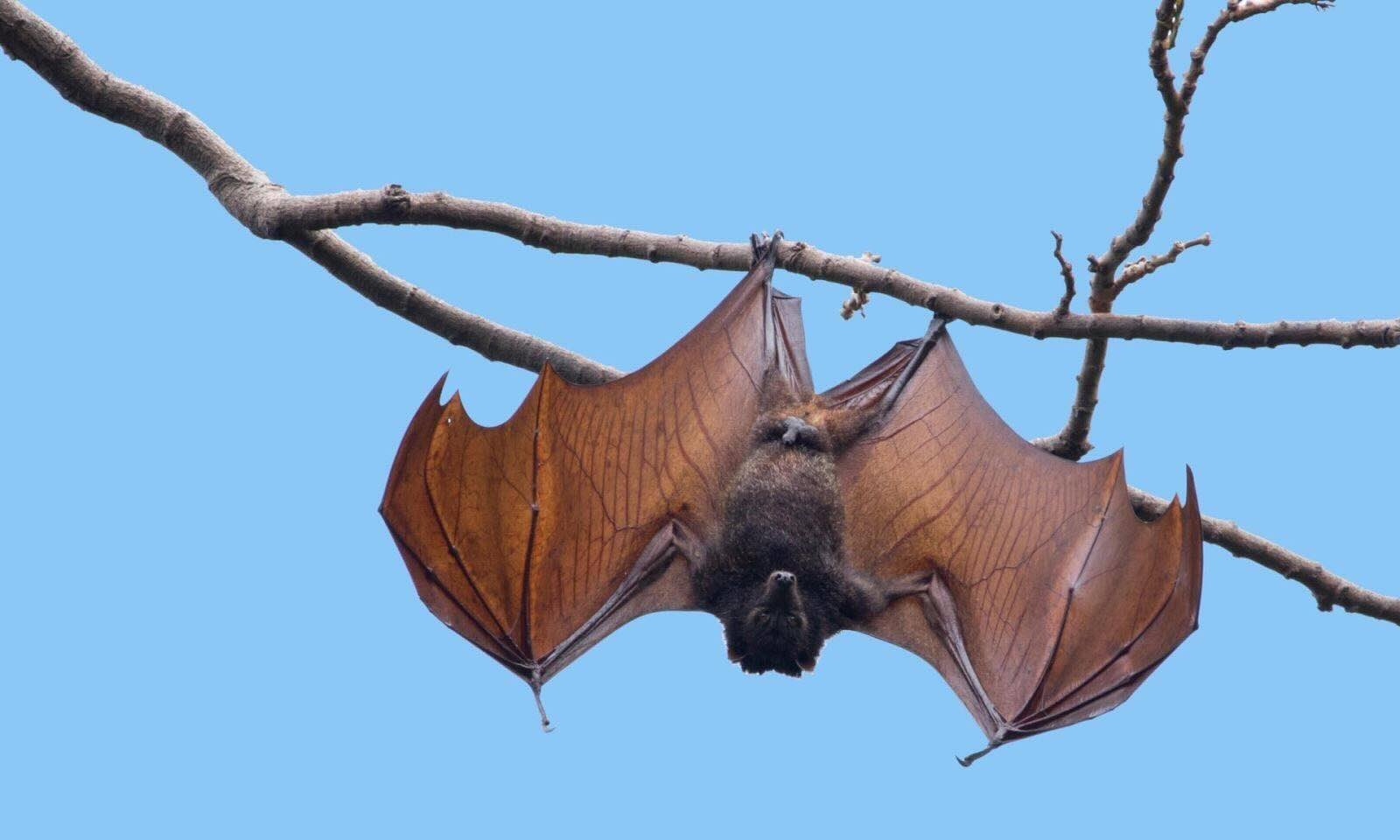 seeing a bat during the day spiritual meaning
