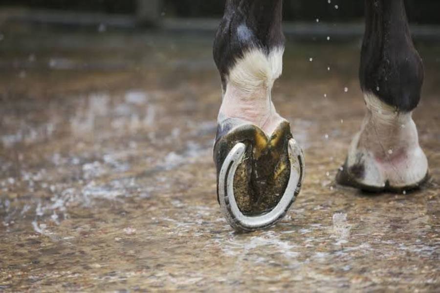 Spiritual Meanings of Horseshoe